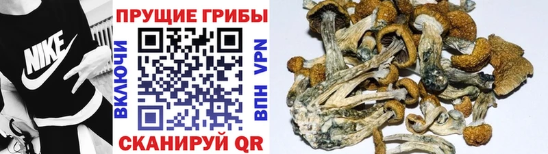 Галлюциногенные грибы GOLDEN TEACHER Похвистнево